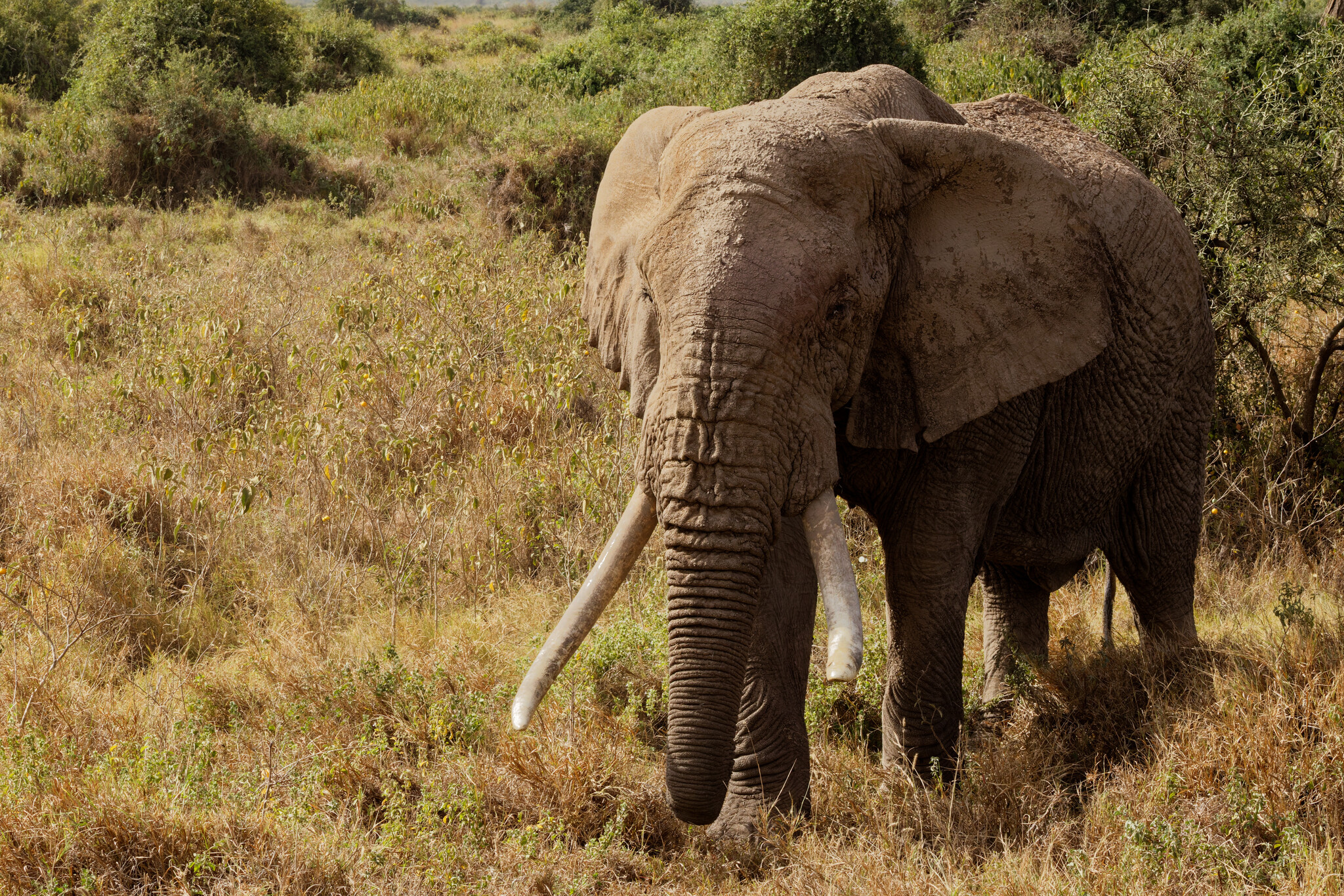 Super Tusker
